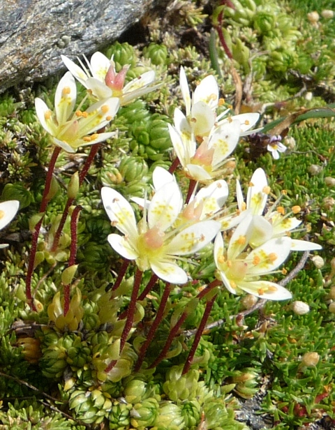 Saxifraga bryoides